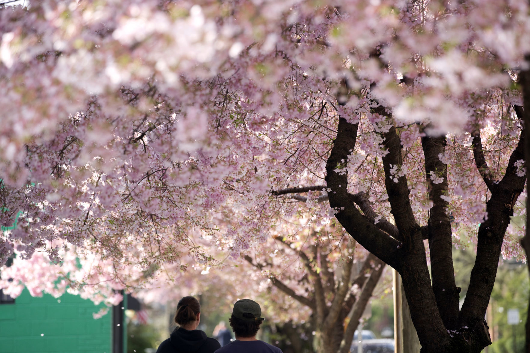 hr cherryblossoms
